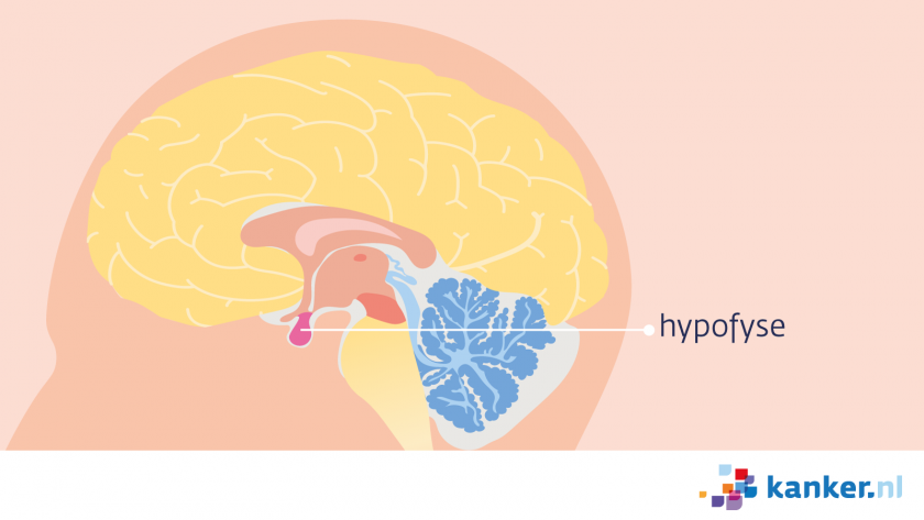 De hypofyse ligt in het midden van de schedel, vlak onder de hersenen.