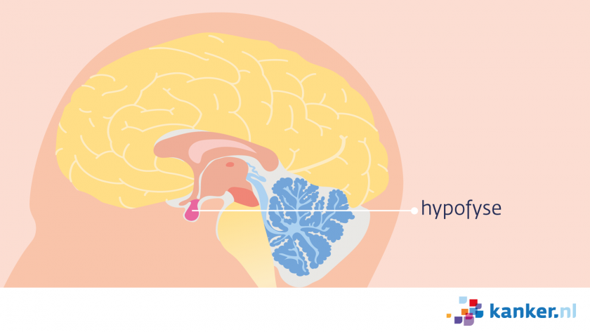 Informatie over de hypofyse | Kanker.nl