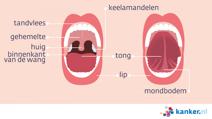 De onderdelen van de mond zijn de lippen, het tandvlees, het gehemelte, huig en keelamandelen, de tong en de mondbodem.