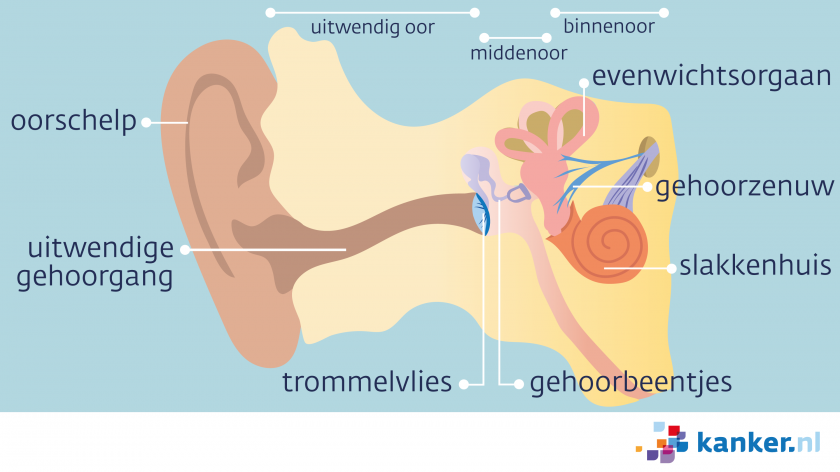 De uitwendige gehoorgang loopt naar het trommelvlies en de gehoorbeentjes. Daarachter zitten het evenwichtsorgaan, het slakkenhuis en de gehoorzenuw.