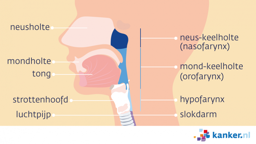 De keel is de verbinding tussen de mond en neus met de luchtpijp en slokdarm.