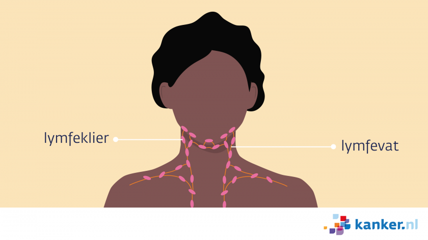 De lymfeklieren in de hals lopen van het kaakgebied tot aan de sleutelbeenderen en het borstbeen.