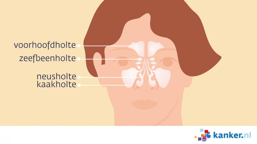 Van de voorkant gezien bestaan de neusholte en neusbijholtes van boven naar beneden uit de voorhoofdholte, zeefbeenholte, neusholte en kaakholte.