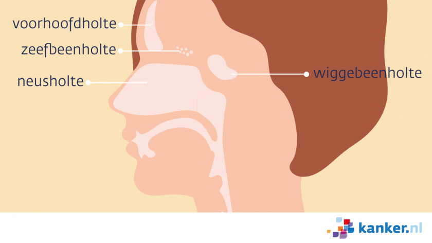 Van de zijkant gezien bestaan de neusholte en neusbijholtes van boven naar beneden uit de voorhoofdholte, zeefbeenholte, wiggebeenholte en neusholte.