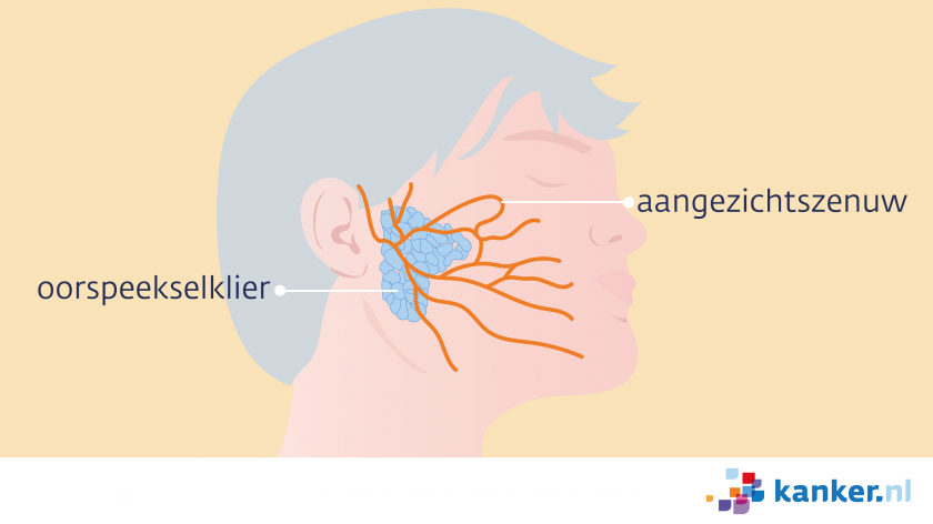 De oorspeekselklier zit direct naast het oor. Daaroverheen lopen de aangezichtszenuwen.