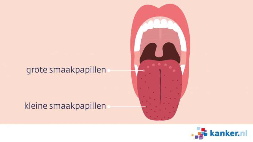 De tong heeft vooraan de kleine smaakpapillen en achteraan de grote smaakpapillen.
