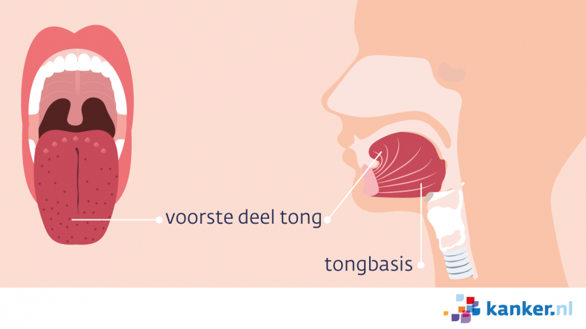 Het beweegbare deel van de tong zit vast aan de tongbasis.