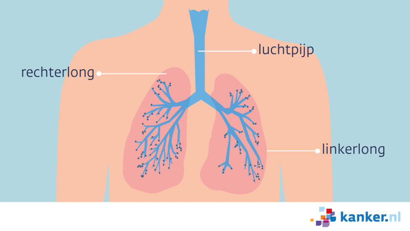 De luchtpijp staat via twee vertakkingen in verbinding met de rechterlong en de linkerlong.
