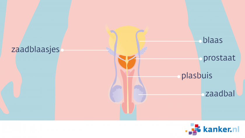 de prostaat vooraanzicht