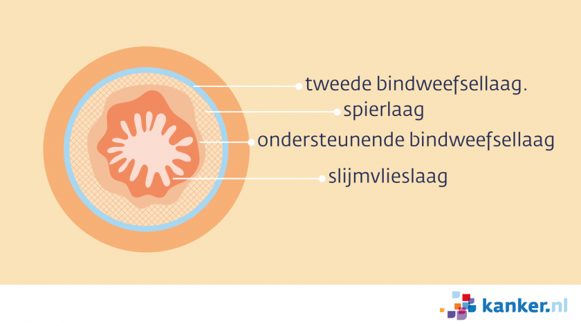 Van binnen naar buiten bestaat de slokdarm uit een slijmvlieslaag, de ondersteunende bindweefsellaag, een spierlaag en de tweede bindweefsellaag.