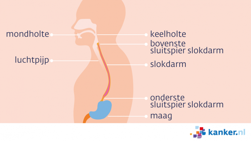 De slokdarm heeft een bovenste en onderste sluitspier. De onderste sluitspier opent zich om voedsel naar de maag te laten en sluit zich daarna weer. 