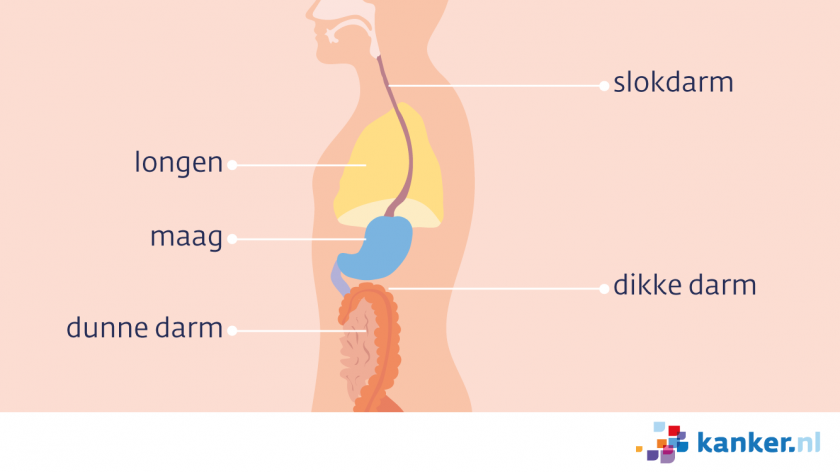 Van de zijkant van het lichaam gezien loopt de slokdarm van de keel langs de longen naar de maag. Daaronder bevinden zich de darmen.