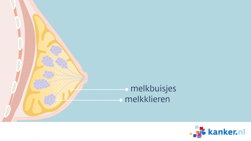 Melkbuisjes en melkklieren in de borst