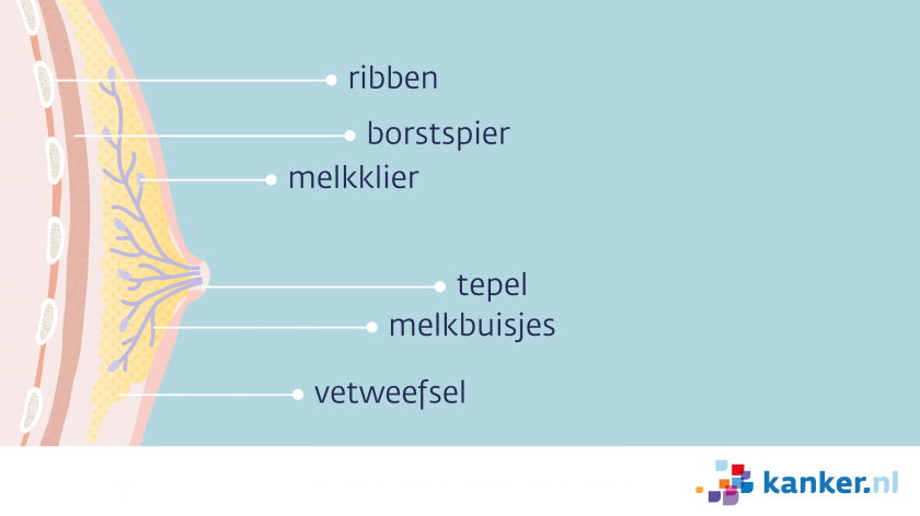 Borst van de man bestaat onder meer uit vetweefsel, melkklieren en melkbuisjes