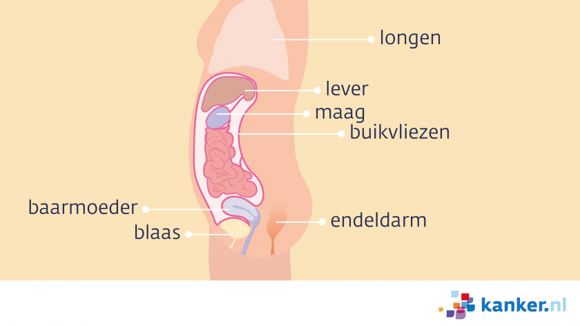 Buikvlies en organen