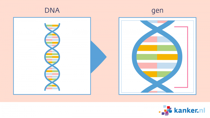 DNA is het erfelijk materiaal en ziet eruit als lange strengen. Een gen is een stukje DNA.