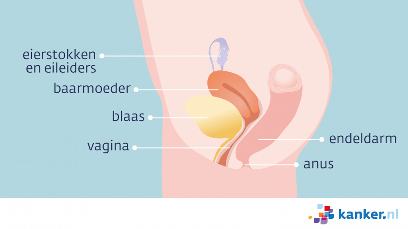 In het kleine bekken van de vrouw zitten de eierstokken en eileiders, baarmoeder, blaas, vagina, endeldarm en de anus.