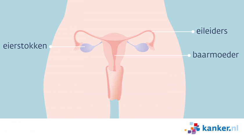 De eierstokken liggen onderin de buik. De eileiders verbinden de eierstokken met de baarmoeder.