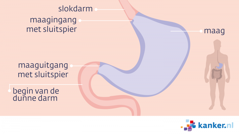 De maag begint aan het einde van de slokdarm. Tussen de slokdarm en de maag zit een sluitspier. De uitgang van de maag heeft ook een sluitspier en gaat over in de dunne darm.