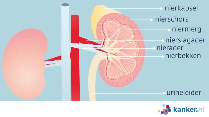 Onder het nierkapsel liggen de nierschors en het niermerg. Het nierbekken zit aan de onderkant van de nier. De urine gaat via de urineleider naar de blaas. 