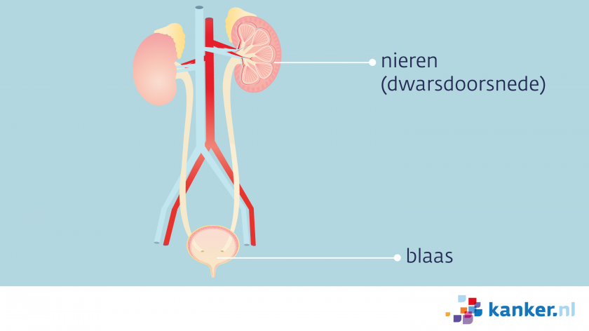 De nieren zijn via de urineleiders verbonden met de blaas.