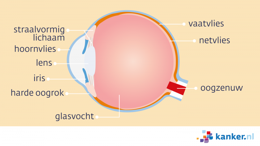 Het oog bestaat onder andere uit het netvlies, het vaatvlies, het hoornvlies, de lens en de iris.