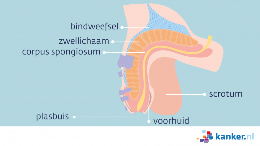 De penis bestaat uit het zwellichaam, het corpus spongiosum, de plasbuis, de voorhuid en het scrotum.