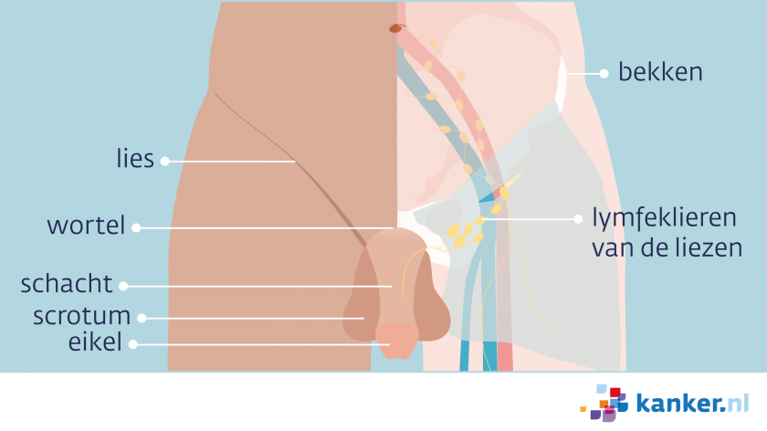 Vooraanzicht van het bekken van de man: de liezen en de lymfeklieren van de liezen, de penis met wortel, schacht en eikel, en daarachter het scrotum.