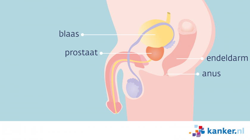 De organen in het kleine bekken van de man zijn de prostaat, de blaas, de endeldarm en de anus. 