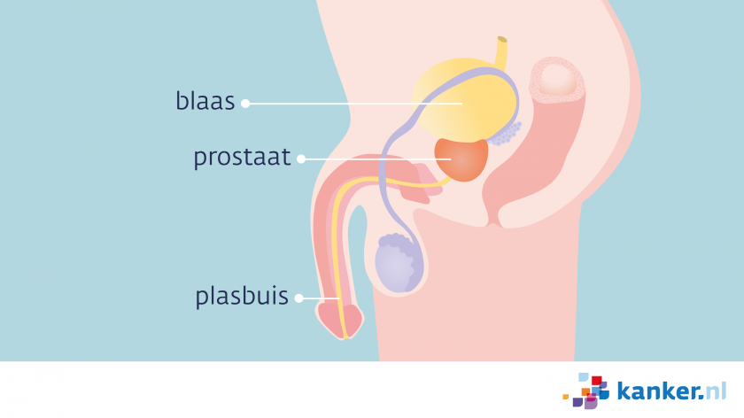 De plasbuis loopt van de blaas tot aan het uiteinde van de penis. Een deel van de plasbuis gaat door de prostaat heen. 
