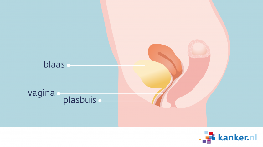 De plasbuis loopt vanuit de blaas naar de vulva. De opening van de plasbuis ligt net boven de ingang van de vagina.