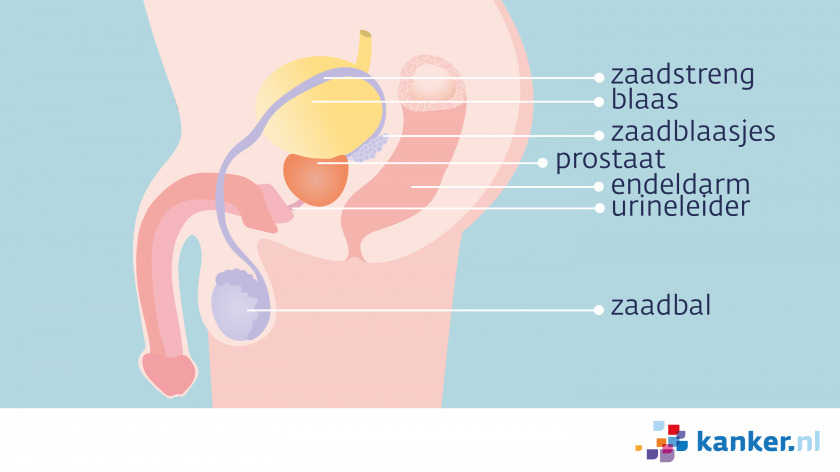 De prostaat ligt onder de blaas en voor de endeldarm. In de buurt liggen ook de zaadblaasjes en zaadballen.