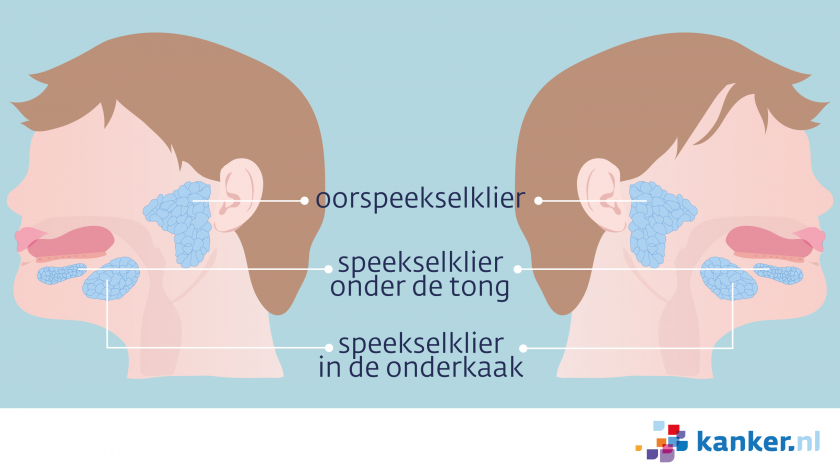 De grote speekselklieren bestaan uit de oorspeekselklier, de speekselklier onder de tong en de speekselklier in de onderkaak.