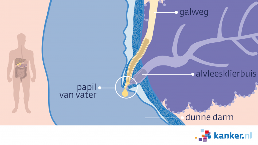 De Papil van Vater zit op de plek waar de galweg de dunne darm in gaat.