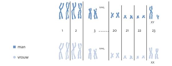 De oorzaak van Von Hippel Lindau is een verandering (mutatie) van het VHL-gen. Het VHL-gen bevindt zich op chromosoom 3 (bron: KWF). Chromosomen - Von Hippel Lindau