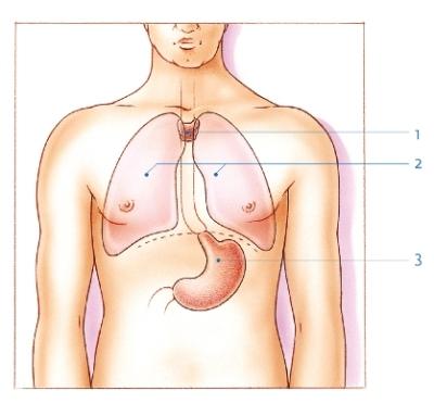 1. zwezerik, 2. longen, 3. maag
(illustratie: KWF). Maag, longen en thymus