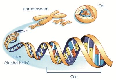 DNA