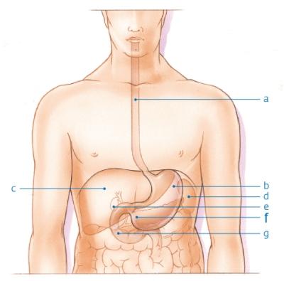 Organen in de bovenbuik (alvleesklier)