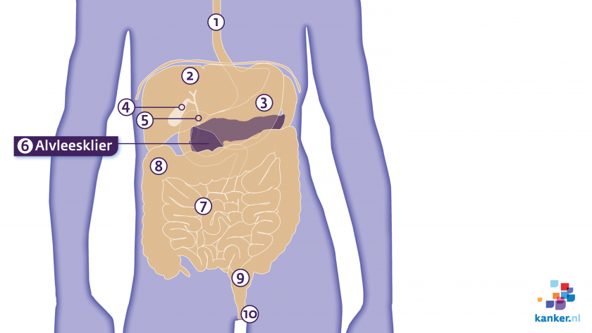 De alvleesklier ligt onder de lever, achter de maag en tegen de dunne darm en de milt aan.