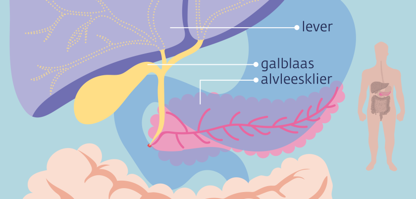 De alvleesklier ligt onder de lever, achter de maag en tegen de dunne darm aan.