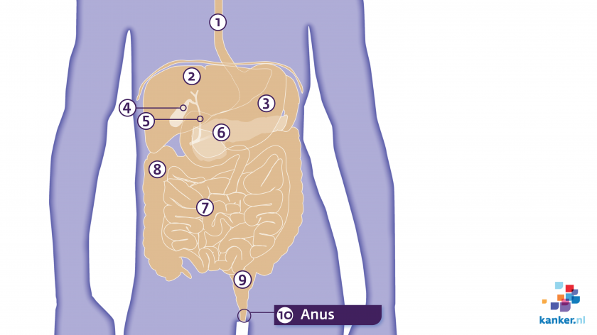 De anus en omliggende organen