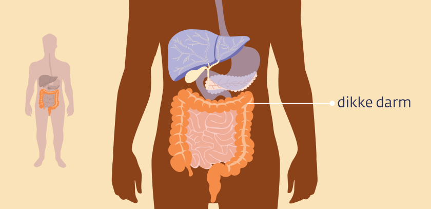 De dikke darm zit aan het einde van het spijsverteringskanaal en is zo’n 1,5 meter lang. 