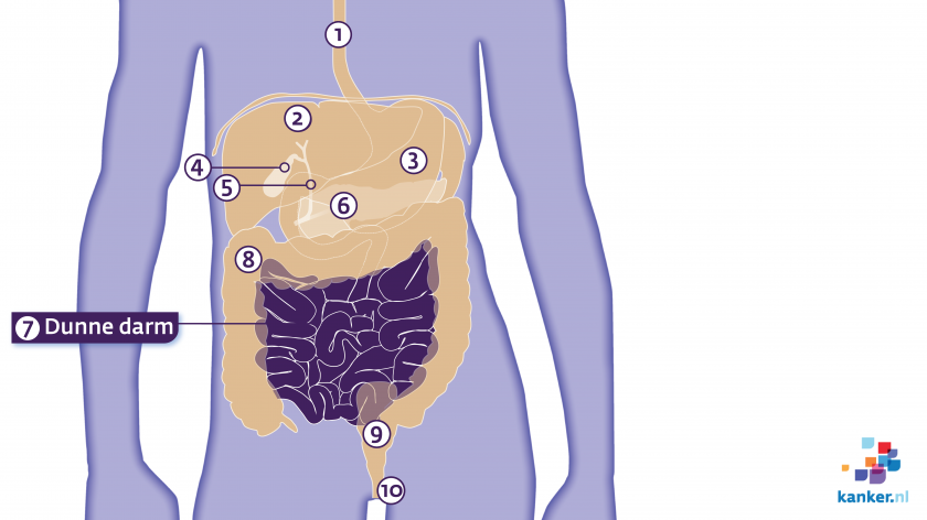 De dunne darm en omliggende organen in de buik