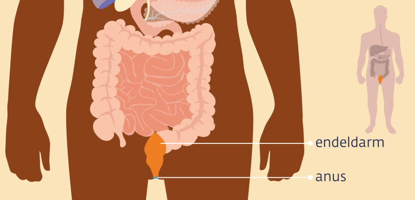 De endeldarm is het laatste stuk van de dikke darm. Waar de endeldarm eindigt, begint de anus.