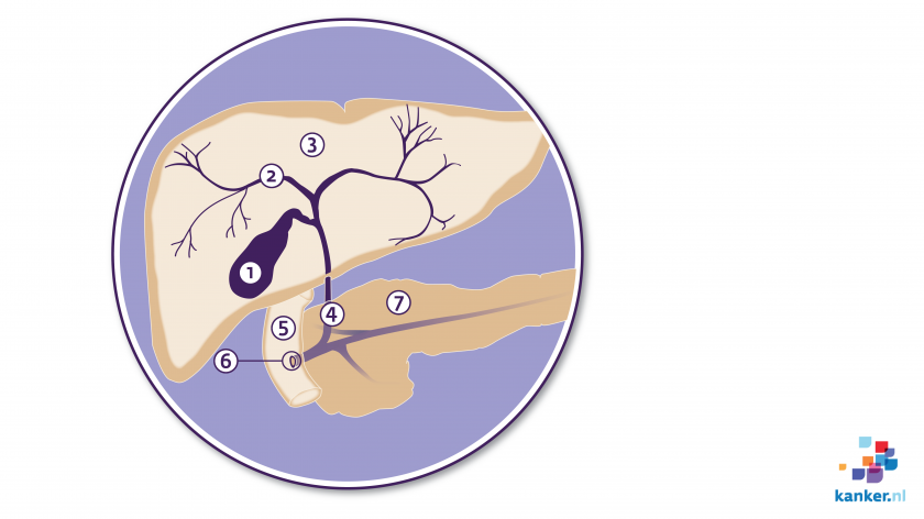 De galblaas en galwegen