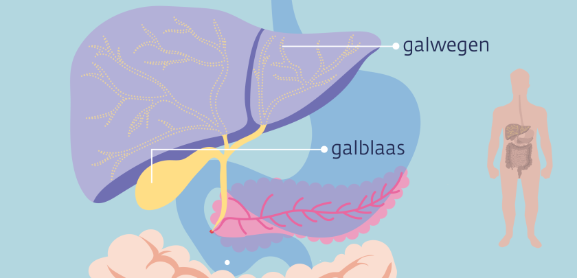 De galblaas ligt onder de lever. De galwegen lopen naar en door de lever.