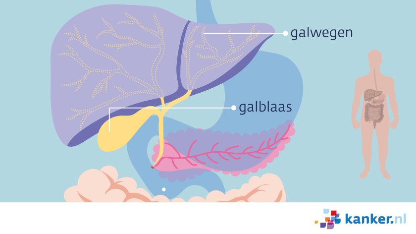 galblaas en galwegen