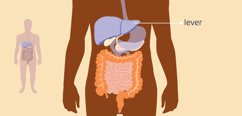 De lever is een orgaan dat hoog in de buik ligt.