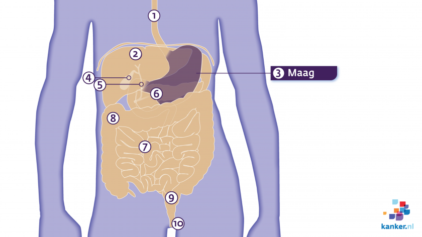 De maag en omliggende organen in de buik