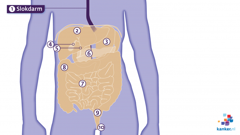 de functie van de slokdarm